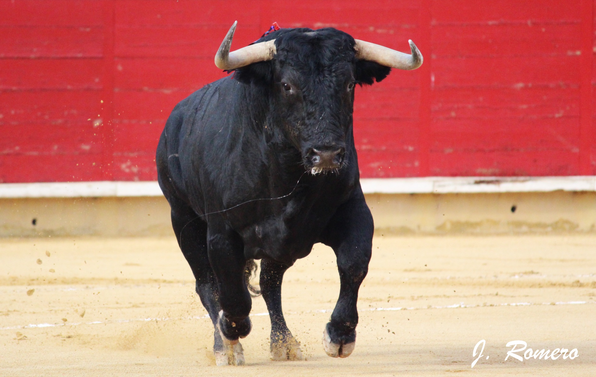 La Importancia De La Tauromaquia En CastillaLa Mancha Ganaderos