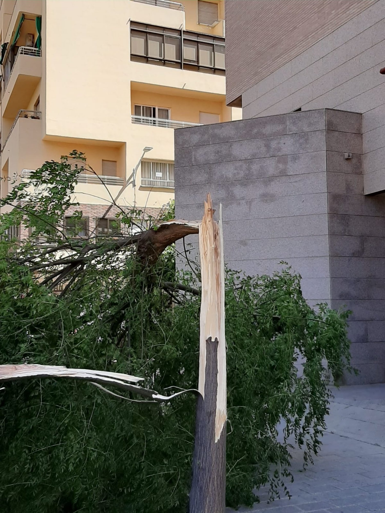 ÚLTIMA HORA La caída de un árbol obliga a cortar al tráfico esta