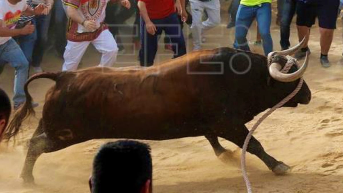 Habrá seguridad especial en esta celebración del Toro Enmaromado en