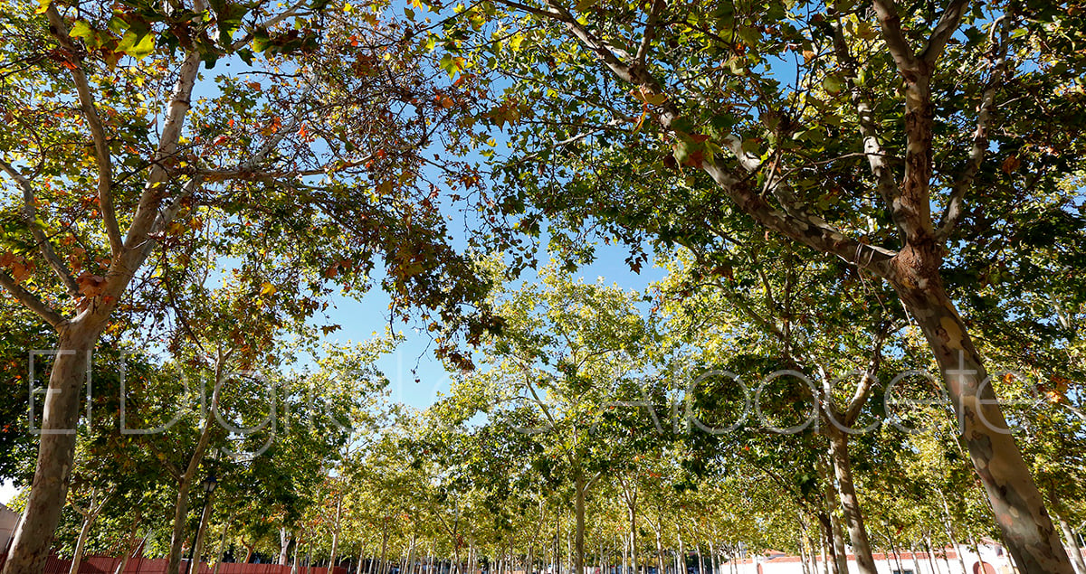 La Roda celebrará su Fiesta del Árbol en febrero plantando 300 árboles para  crear un 'Bosque de los Sentidos' - El Digital de Albacete