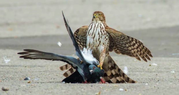 Águilas y halcones para mantener a raya a las palomas en una capital de  Castilla-La Mancha - El Digital de Albacete