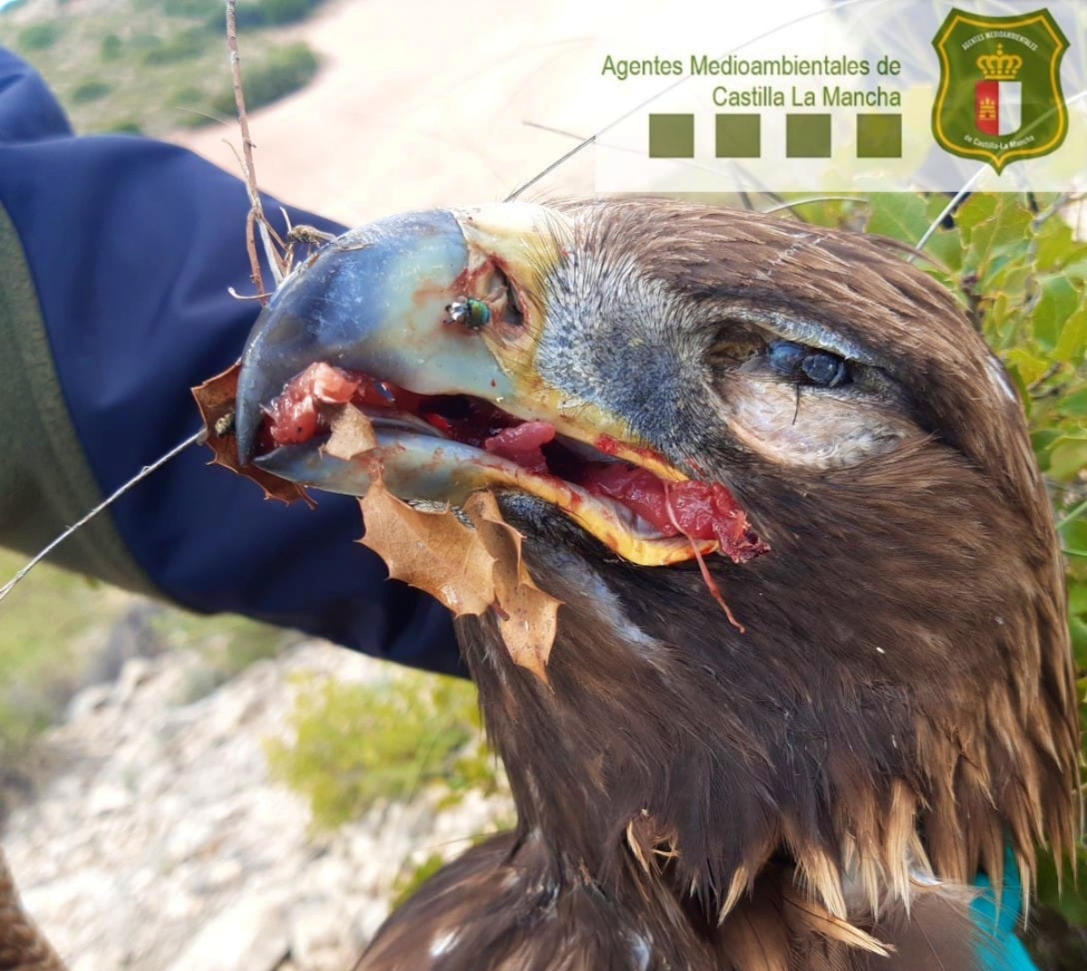 La muerte de este águila real y dos zorros en un coto de Albacete sigue  trayendo cola - El Digital de Albacete