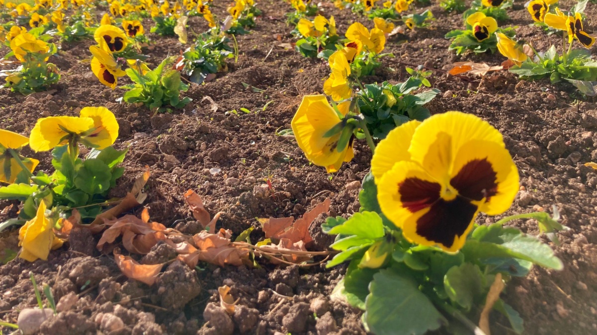 Más de  plantas de distintas especies para llenar Albacete de flores  - El Digital de Albacete