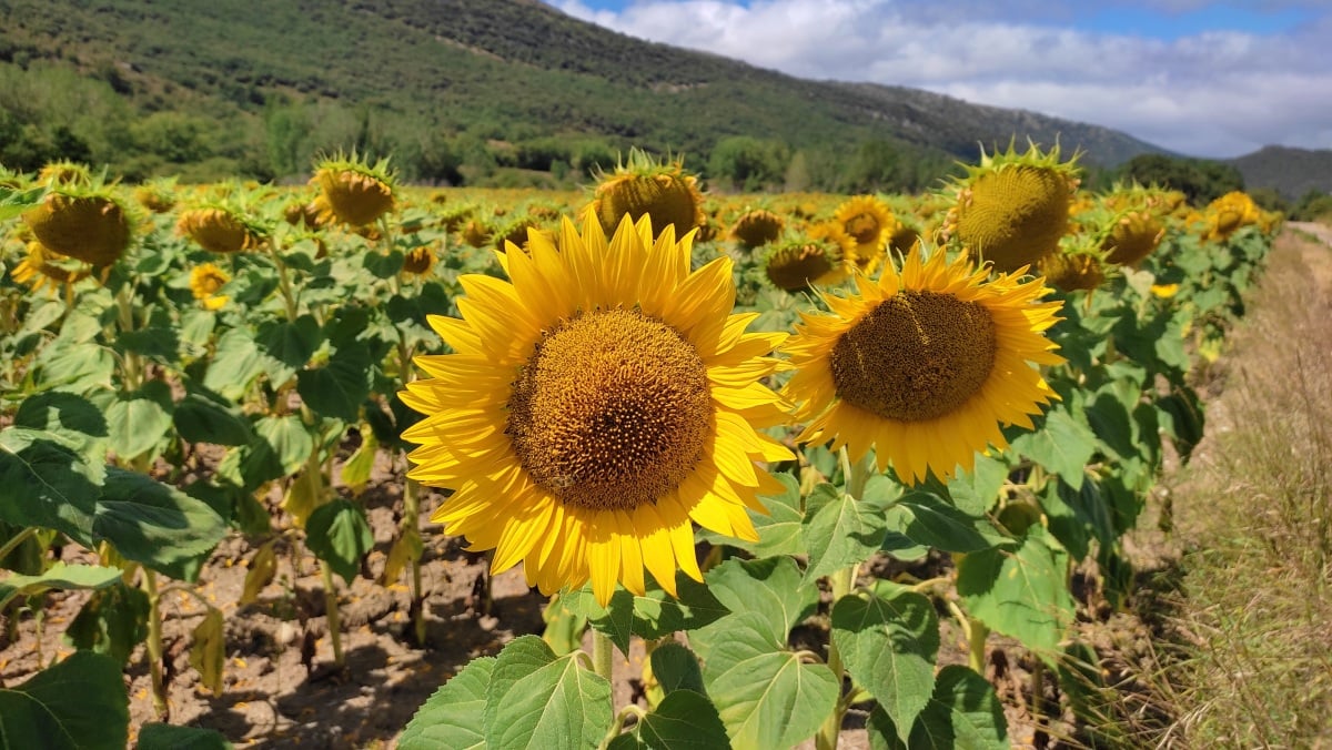 Es legal limitar el número de unidades de aceite de girasol que se pueden  comprar? - El Digital de Albacete