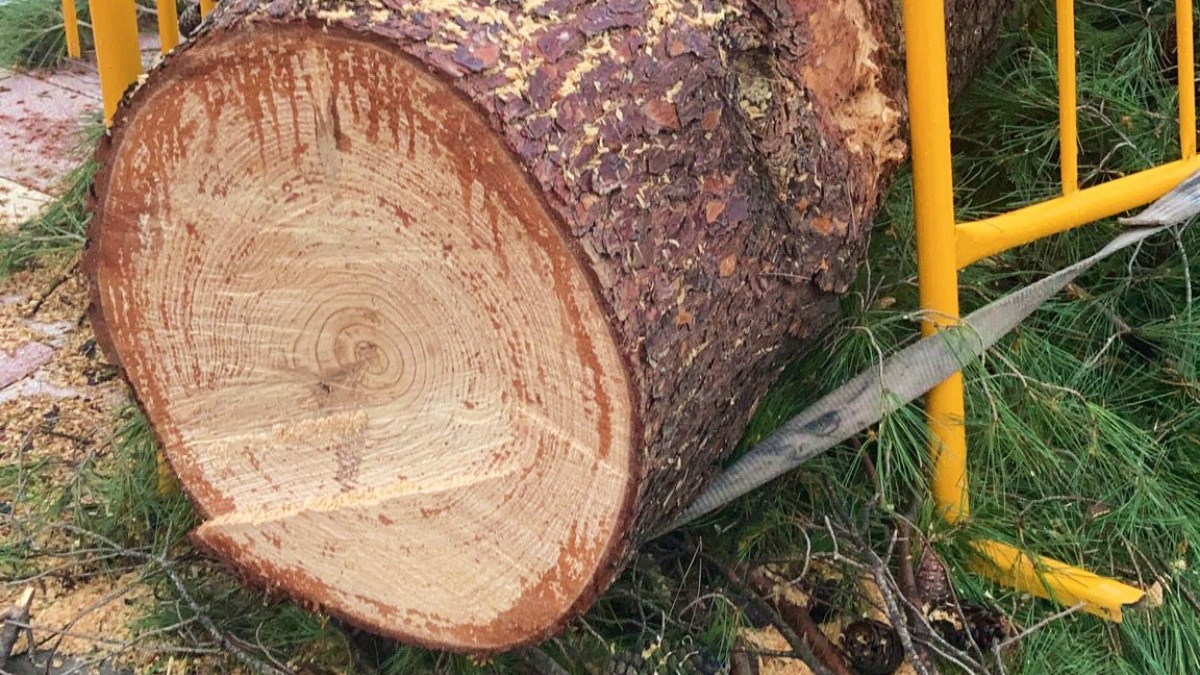 Árbol talado en La Roda