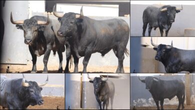 Toros de Victorino Martín para Albacete