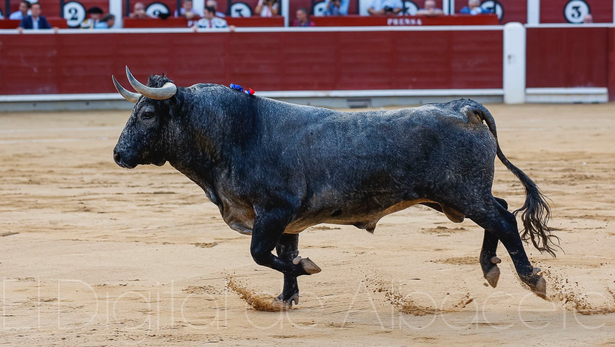 Un ejemplar de Victorino en la Plaza de Toros de Albacete